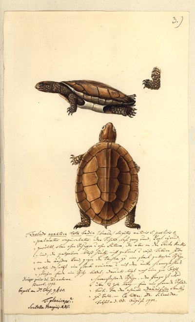 Platemys Platicephala, 1793 by Friedrich August Kruger